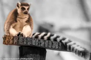 Katta (Lemur catta)