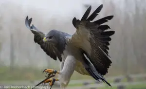 Der Adler ist gelandet