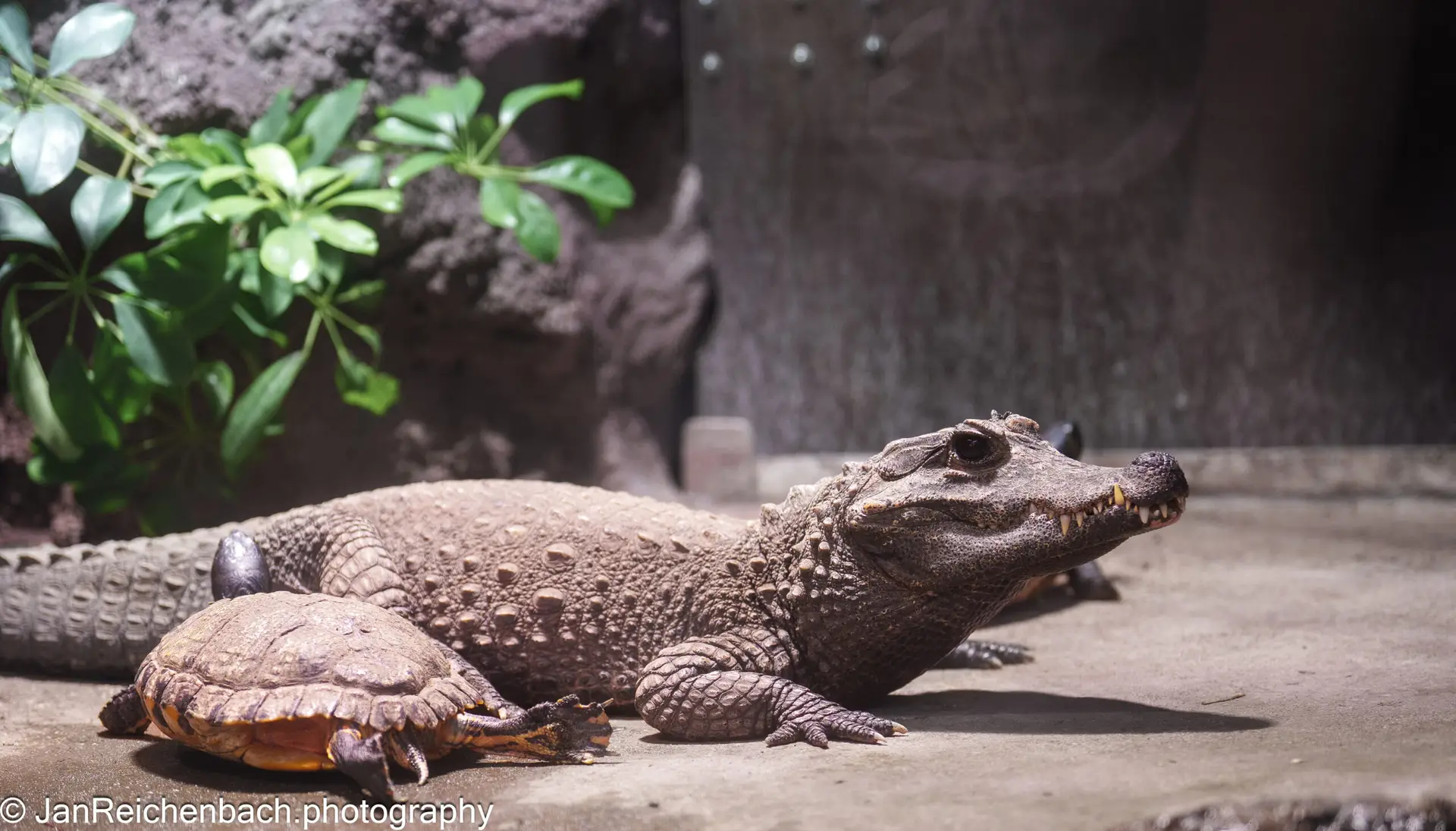 Fotosession im Tierpark Hellabrunn im Dezember 2025