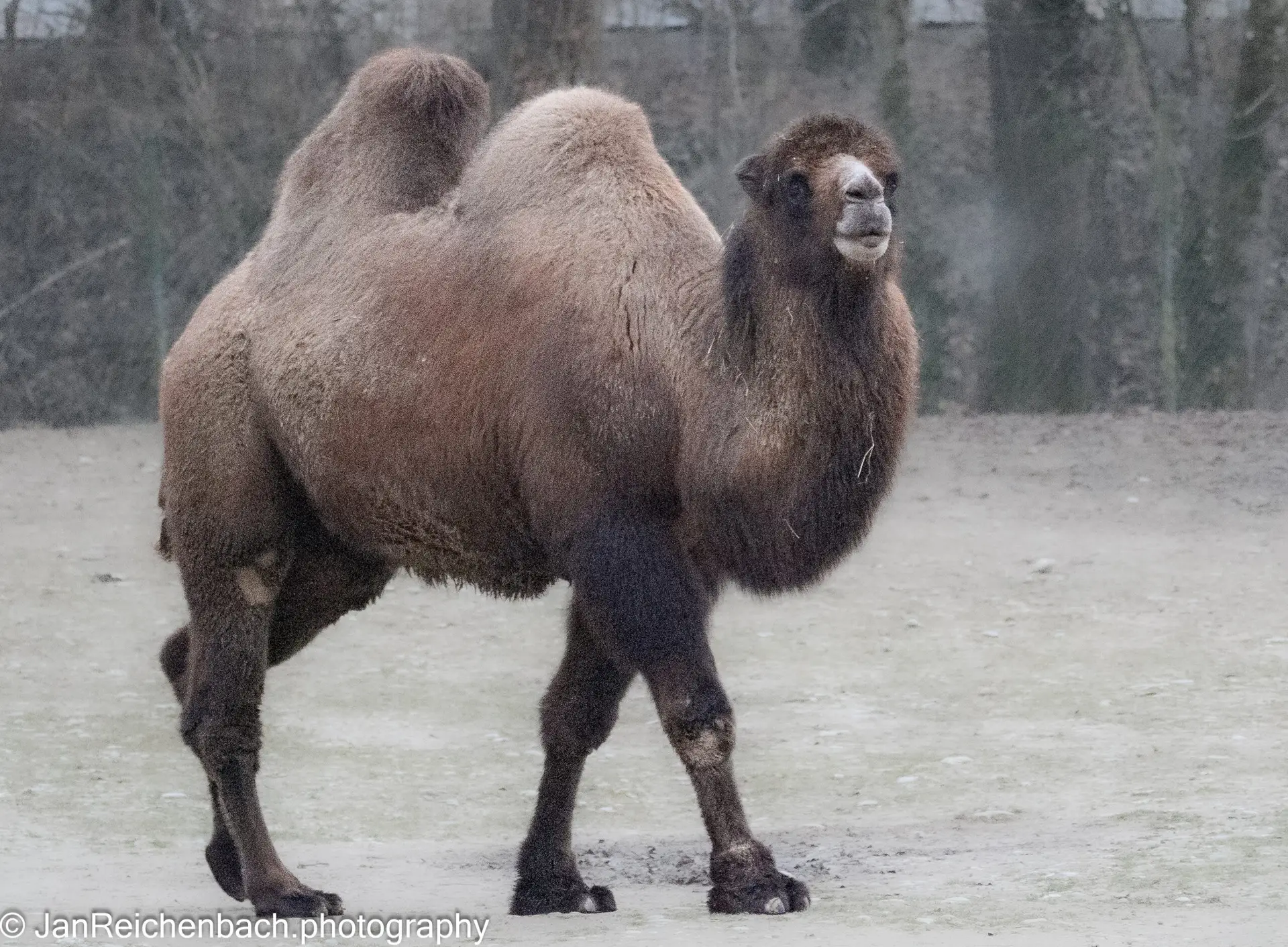 Im Tierpark Hellabrunn - 1 Tag vor Weihnachten