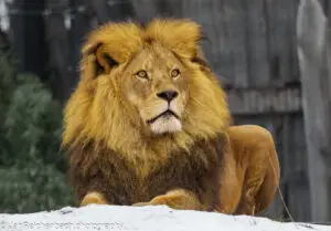 Wintersession im Tierpark Hellabrunn 2026