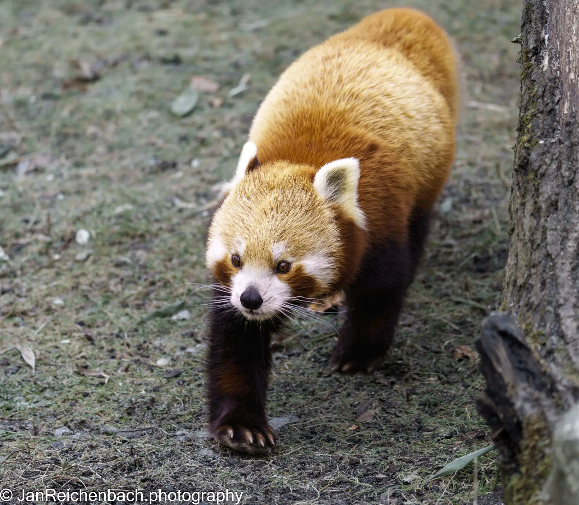 Kalter Samstag im Tierpark Hellabrunn im Januar 2026