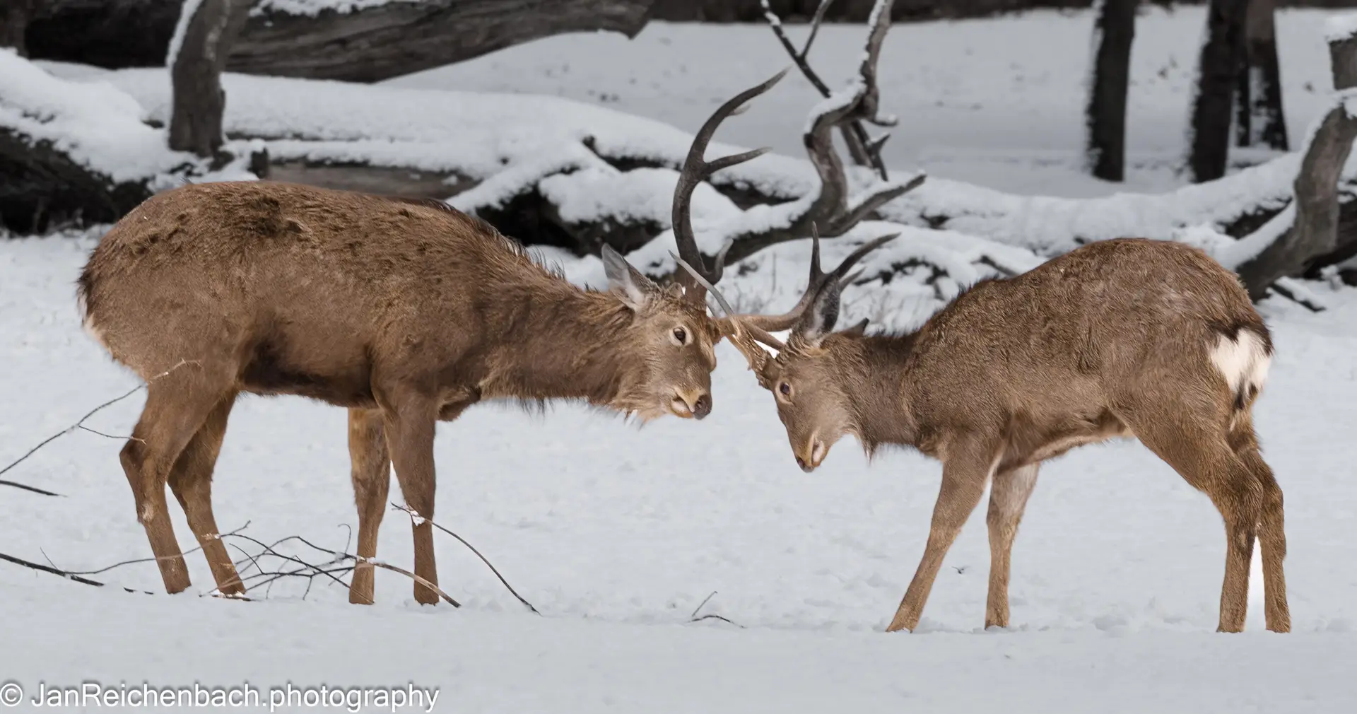 Zu Besuch im Tiergarten Nürnberg am zweiten Januar 2025