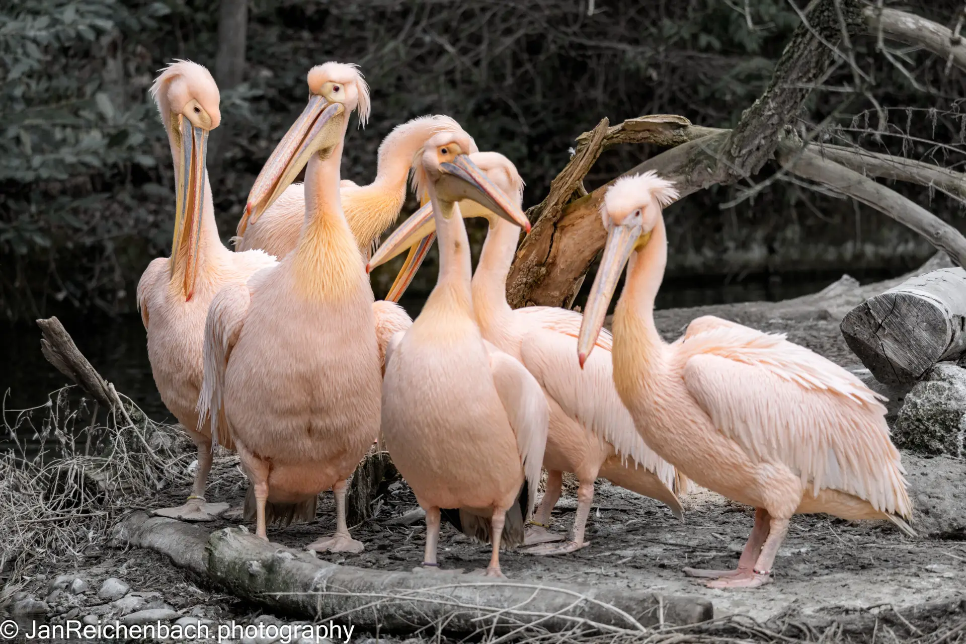 1 Woche vor Fasching im Tierpark Hellabrunn