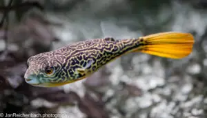 Am 18. Februar 2026 mit 2 Kameras im Tierpark Hellabrunn München