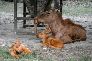 Schöner Tag im Juni 2026 im Tierpark Hellabrunn in München