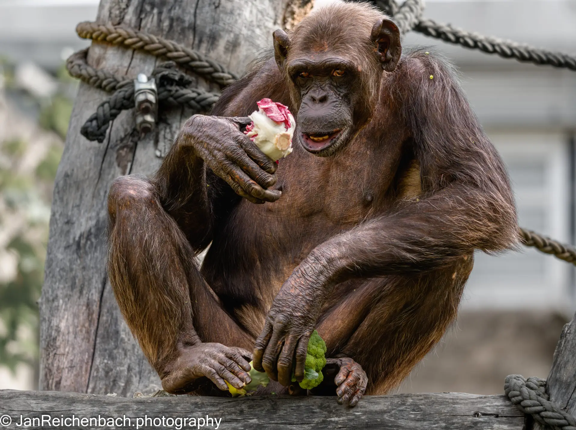 Sommer Ferienbeginn im Tierpark Hellabrunn 2026